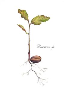 Oak seedling illustration, digital Seed Tattoo, Roots Drawing, Seed Illustration, Oak Tree Tattoo, Tree Seedlings, Boutique Logo Design, Plant Drawing, Flower Logo, Tree Drawing