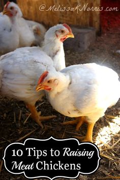 chickens are walking around in the hay with text overlay reading 10 tips to raising meat chickens