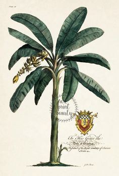 a drawing of a banana tree with fruit on it