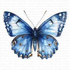 a blue butterfly with gold accents on its wings