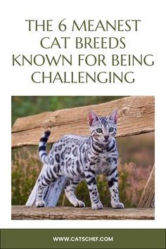 a cat standing on top of a wooden bench with the caption, the 6 meanest cat breeds known for being challenging