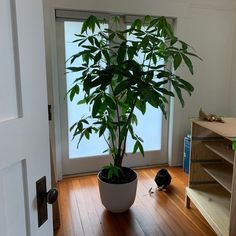 a potted plant sitting on top of a hard wood floor next to a door