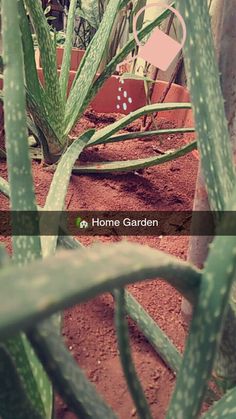 an image of some plants that are in the dirt with words above them reading home garden