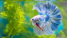 two siamese fish swimming in an aquarium with plants and algaes around the edges