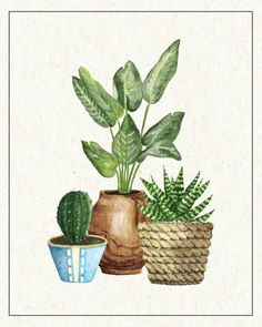 three potted plants are sitting next to each other on a white background with a blue and green striped bowl