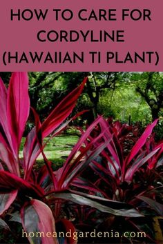 red plants with text overlay that says how to care for cordyline hawaiian ti plant