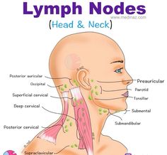 Lymph Nodes Location, Immune System Cells, Lymph Drainage Massage, Full Body Massage Techniques, Medical Mnemonics, Body Massage Techniques, Massage Therapy Techniques, Lymph Massage, Lymph System