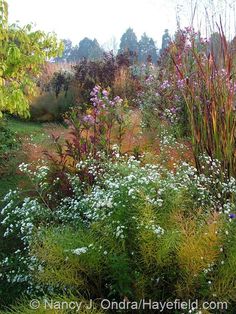 the garden is full of different types of flowers and plants, including wildflowers