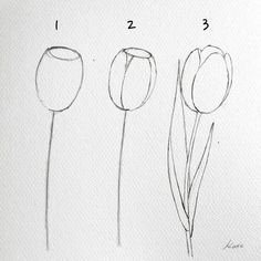 three different types of tulips are shown in the drawing process, one is drawn with