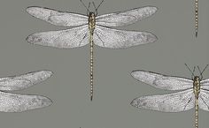 dragonflies are shown on a gray background