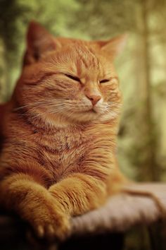 an orange cat sleeping on top of a wooden table in the middle of a forest