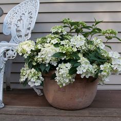 a potted plant with white flowers sitting on a wooden deck next to a chair