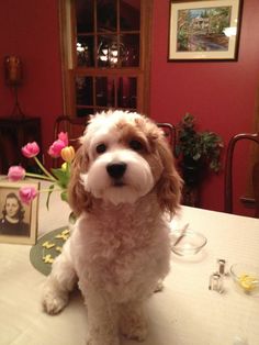 a white and brown dog sitting on top of a table next to a vase filled with flowers