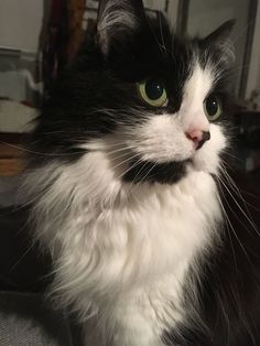 a black and white cat sitting on top of a chair looking at the camera with green eyes