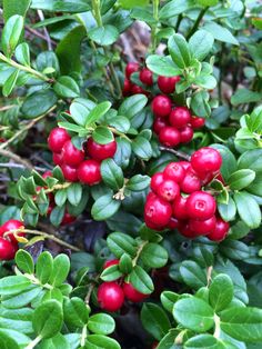 red berries are growing on the green leaves