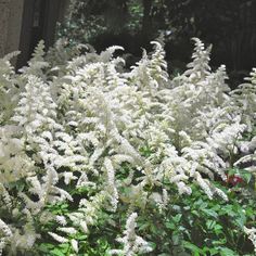 some white flowers are growing in the grass