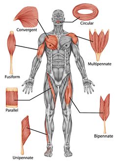 the muscles are labeled in this diagram