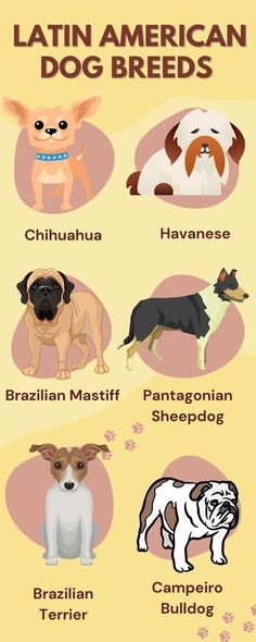 the-upperpawside-latin-american-dog-breeds Brazilian Mastiff, Lazy Dog Breeds, Brazilian Terrier, Designer Dogs Breeds, Hypoallergenic Dog Breed, Smartest Dog Breeds, Unique Dog Breeds, American Dog, Hypoallergenic Dogs