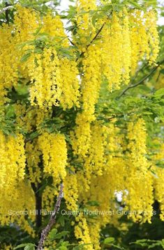 yellow flowers are blooming on the tree