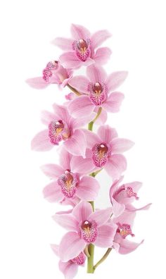 pink orchids in a vase on a white background