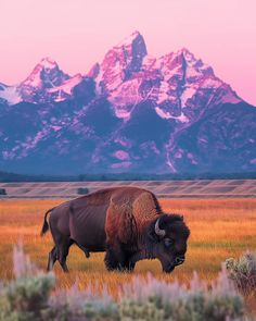 a bison is standing in the grass with mountains in the background