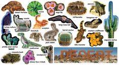 an image of desert animals and cactuses with words describing them in english or spanish