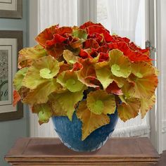 a blue vase filled with red and green leaves on top of a table next to a window