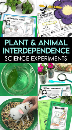 Plant and animal needs science experiments for kids. Science Centers, Science Experiments For Kids, Experiments For Kids, Third Grade Science