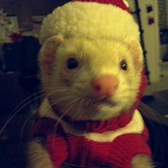 the ferret is wearing a red and white sweater