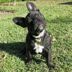 a small black and white dog sitting in the grass