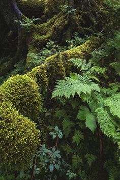 green moss growing on the side of a tree in a forest with lots of trees and bushes