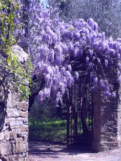 purple flowers growing on the side of an old stone wall and gated in area