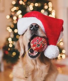 a dog wearing a santa hat and holding a christmas ornament in its mouth