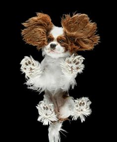 a brown and white dog standing on its hind legs with paws up in the air