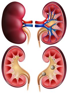 an image of the human kidney and its surrounding organs in three different stages of development