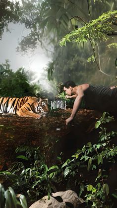 a man in black shirt laying on top of a tree next to a large tiger