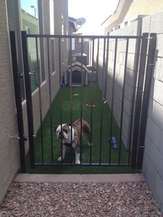 a dog is sitting in the grass behind a gated area with artificial turf and toys