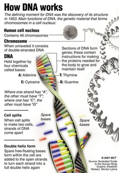 the structure of a double - stranded, multi - colored spiral is shown in this diagram