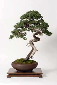 a bonsai tree in a wooden bowl with moss