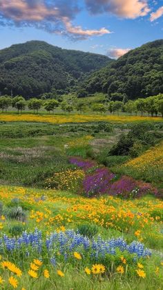 an open field with wildflowers and mountains in the background