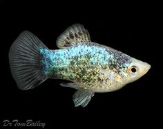 a blue and green fish with black background