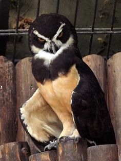 a black and white bird sitting on top of a wooden fence