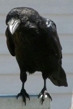 a large black bird sitting on top of a metal pole