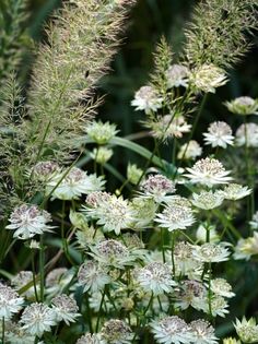 some very pretty white flowers in the grass