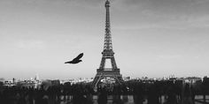 black and white photograph of the eiffel tower in paris, france with a bird flying over it