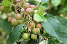 some green and red berries hanging from a tree