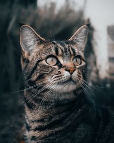 a close up of a cat looking at something with an intense look on it's face