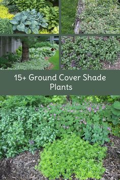 different types of plants that are growing in the ground and on top of each other