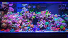 an aquarium filled with lots of colorful corals