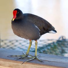 a black bird with a red beak standing on a wooden ledge